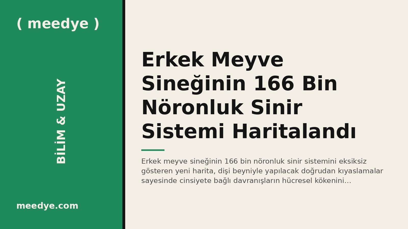 Erkek Meyve Sineğinin 166 Bin Nöronluk Sinir Sistemi Haritalandı — Meedye editoryal görseli
