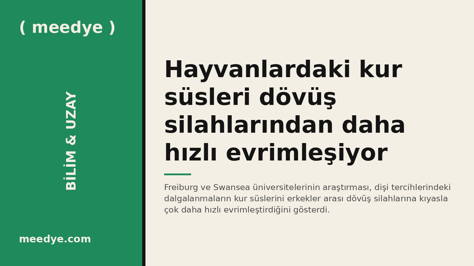 Hayvanlardaki kur süsleri dövüş silahlarından daha hızlı evrimleşiyor — Meedye editoryal görseli