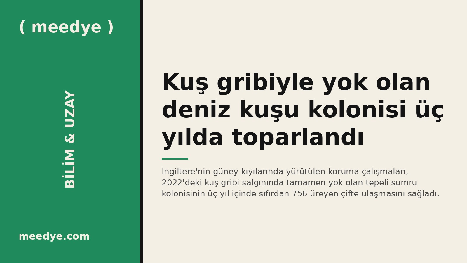 Kuş gribiyle yok olan deniz kuşu kolonisi üç yılda toparlandı — Meedye editoryal görseli