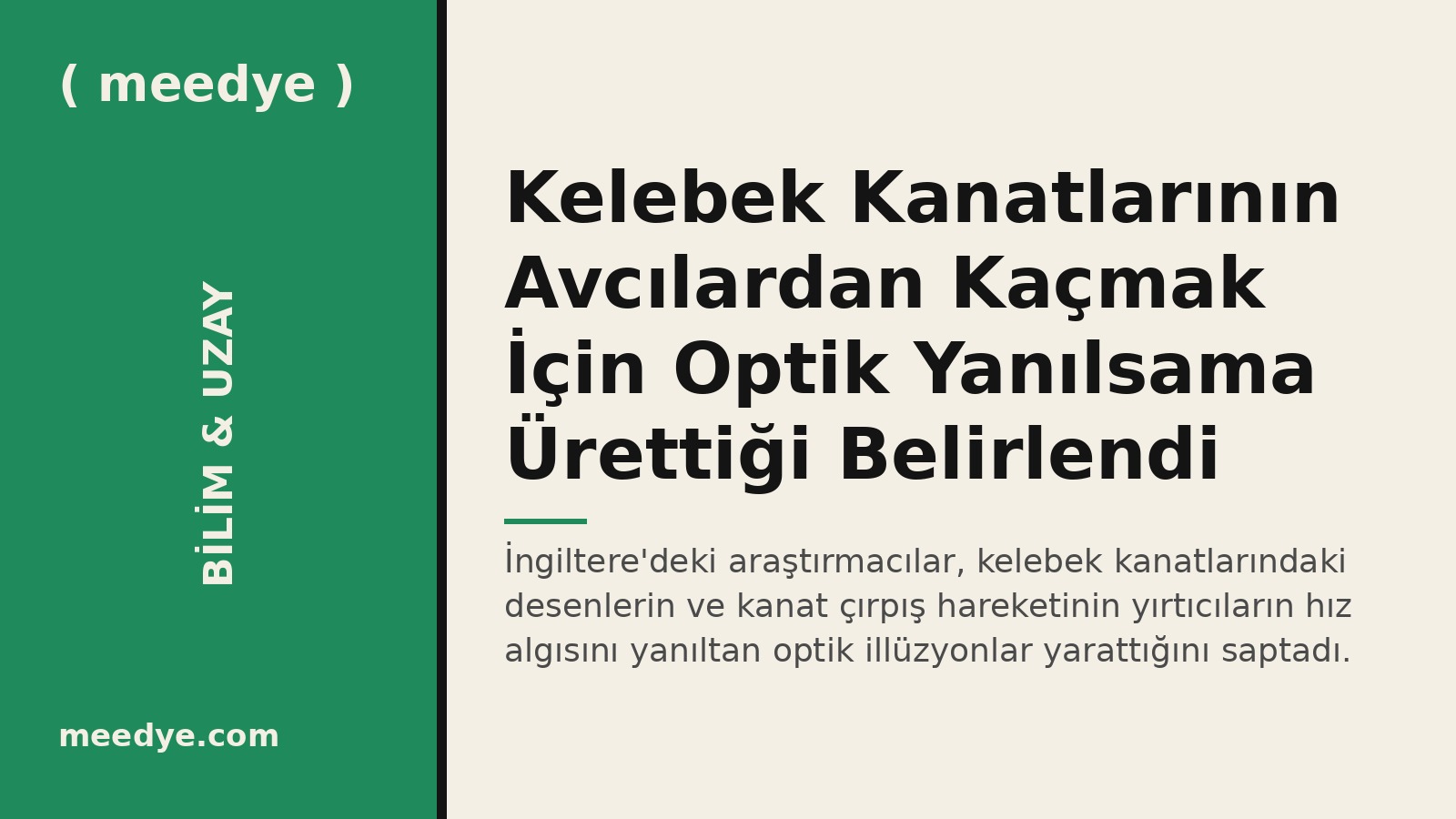 Kelebek Kanatlarının Avcılardan Kaçmak İçin Optik Yanılsama Ürettiği Belirlendi — Meedye editoryal görseli