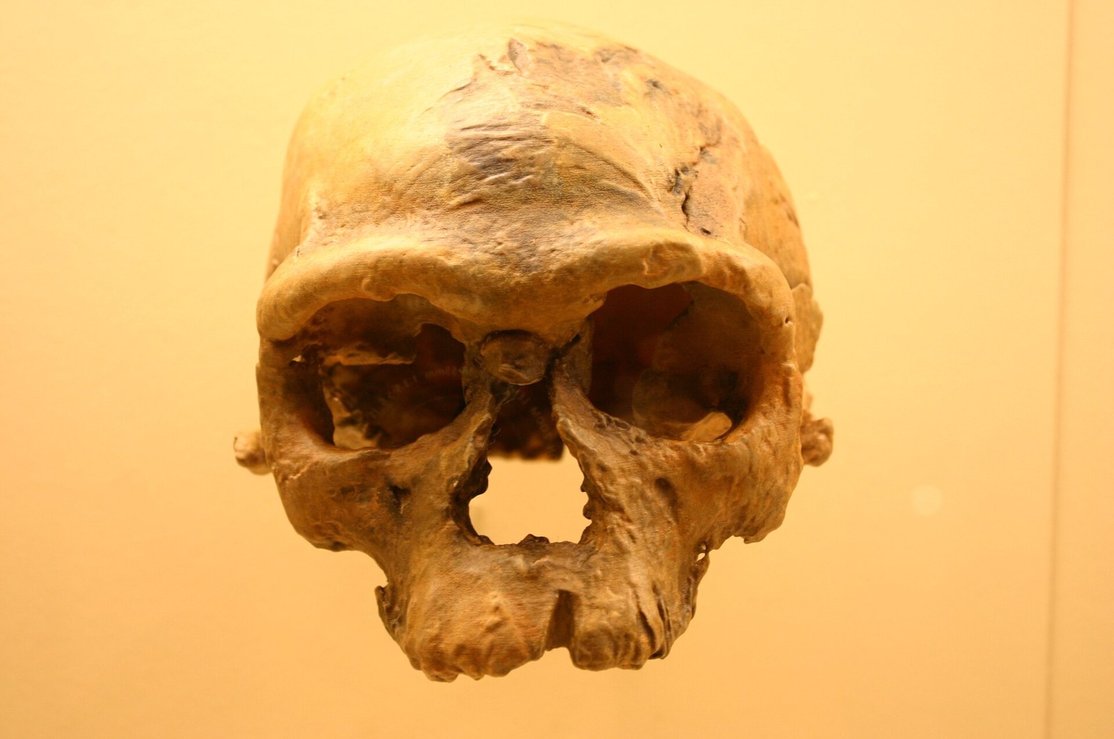 Bilinen En Eski Homo sapiens'in Yüzü 315.000 Yıl Sonra Yeniden Canlandırıldı — Meedye editoryal görseli