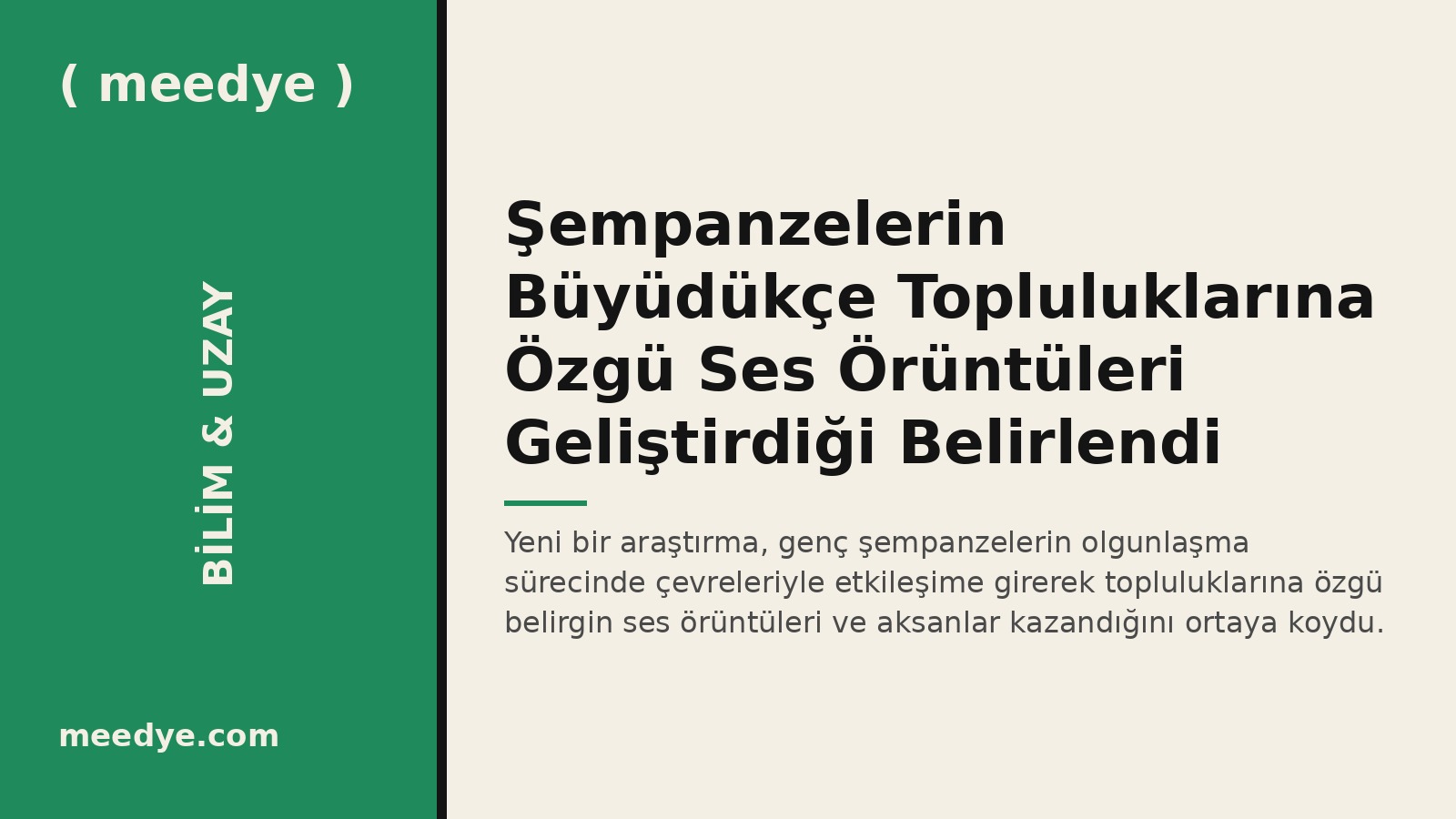 Şempanzelerin Büyüdükçe Topluluklarına Özgü Ses Örüntüleri Geliştirdiği Belirlendi — Meedye editoryal görseli