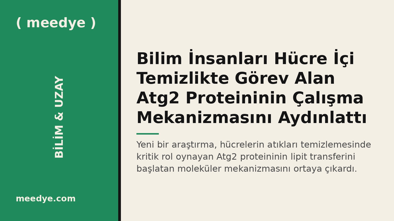 Bilim İnsanları Hücre İçi Temizlikte Görev Alan Atg2 Proteininin Çalışma Mekanizmasını Aydınlattı — Meedye editoryal görseli