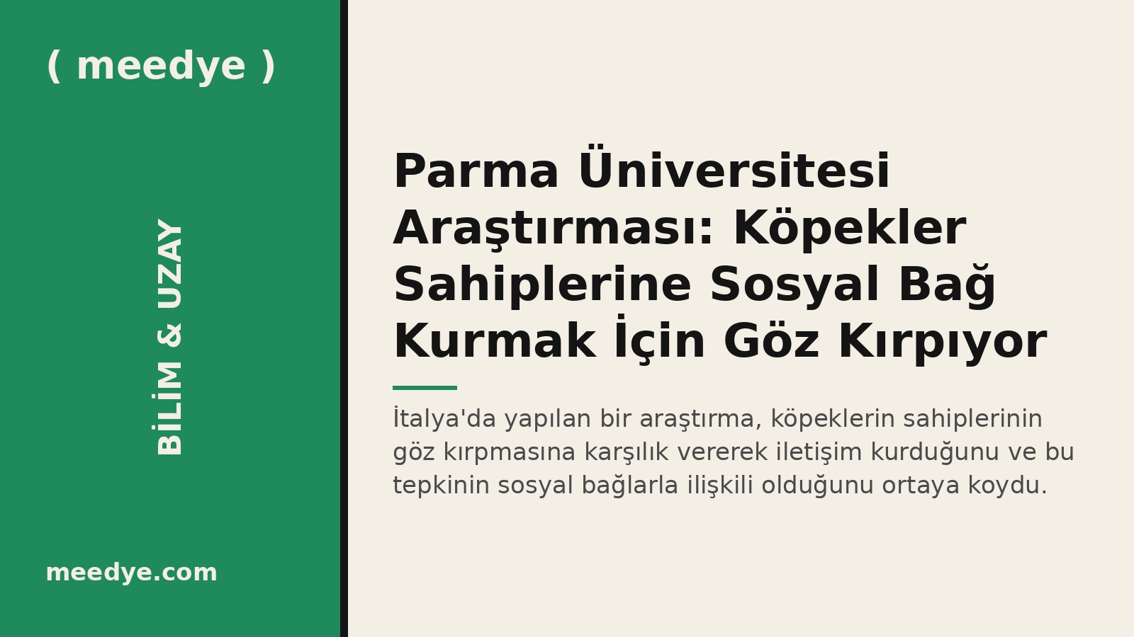 Parma Üniversitesi Araştırması: Köpekler Sahiplerine Sosyal Bağ Kurmak İçin Göz Kırpıyor — Meedye editoryal görseli